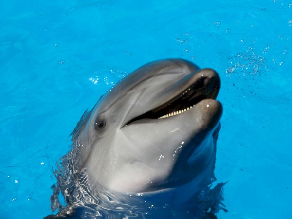 A dolphin is emerging from the water with its mouth open, in a bright blue aquatic environment.