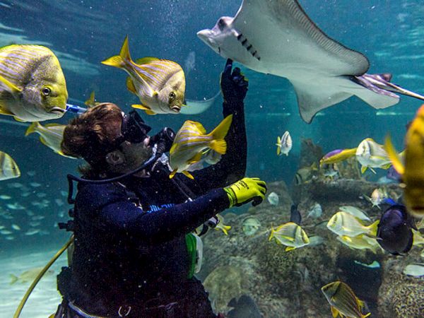 A scuba diver interacts with various fish and a stingray underwater, surrounded by diverse marine life.