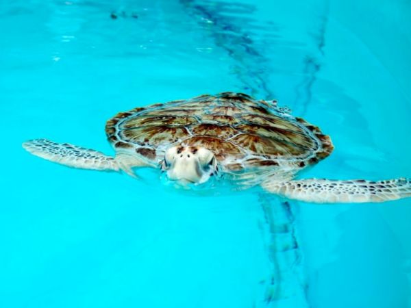 A sea turtle swimming in clear, blue water, with its front flippers extended and head slightly raised above the water's surface.
