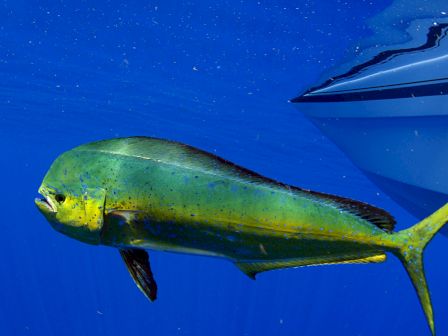 A brightly colored fish swims near a boat, showcasing vibrant hues of green, yellow, and blue in a clear blue ocean.