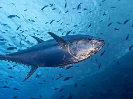 A large fish, possibly a tuna, swims underwater surrounded by smaller fish, with a blue ocean backdrop completing the scene.