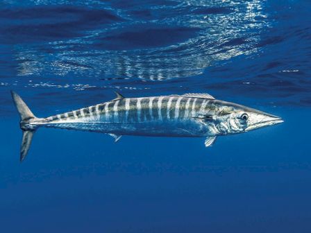 The image shows a wahoo fish swimming underwater, characterized by its elongated body and distinctive vertical stripes.