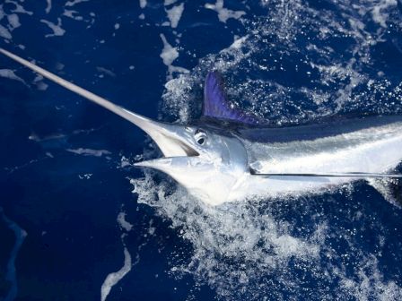 A swordfish is being caught in the ocean, its elongated bill clearly visible against the dark blue water as it struggles.