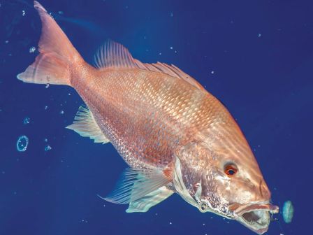 The image shows a red fish swimming in clear blue water, with its mouth open, surrounded by small bubbles.