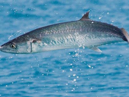 A fish is leaping out of the water, creating splashes, against a blue sea background.