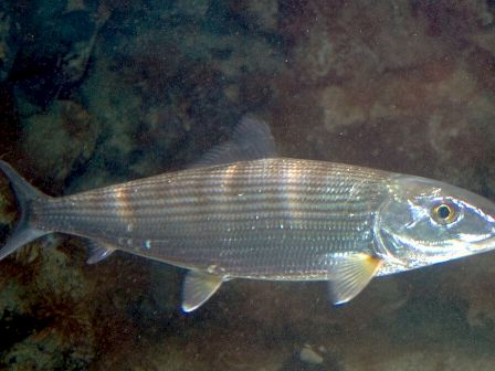 The image shows a fish swimming underwater, featuring a streamlined body and a silvery appearance with prominent scales.