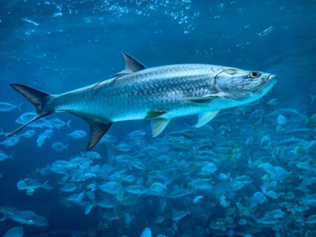 A large fish swims in clear blue water above a school of smaller fish, creating a serene underwater scene.