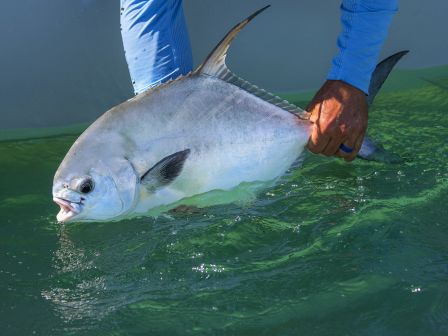 A person is holding a large, shiny fish partially submerged in water with green hues, wearing a blue sleeve.