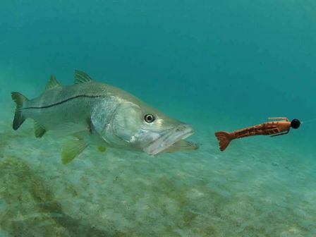 A fish is swimming underwater, approaching a fishing lure that resembles a shrimp or small fish, in a clear aquatic environment.