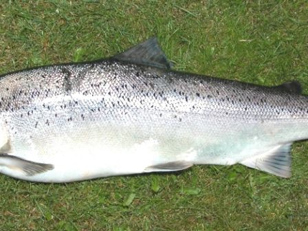 A fish lies on grass, displaying a silvery body with dark spots and fins, likely a type of salmon.