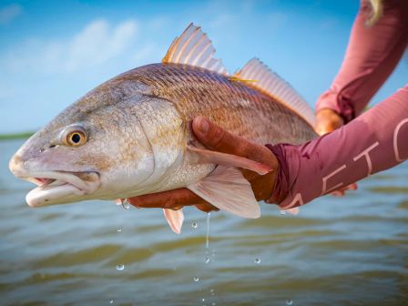 A person is holding a large fish, possibly a redfish, over water with a blue sky background, wearing a long-sleeve shirt.