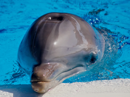 A dolphin swimming close to the edge of a pool, with water splashing around its head.