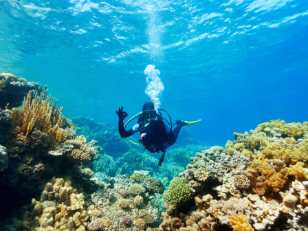 A scuba diver explores vibrant coral reefs underwater, with clear blue water and visible air bubbles enhancing the scene.