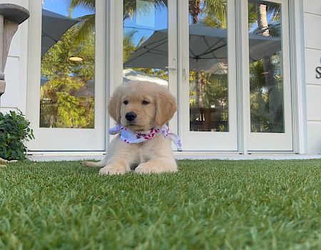 A puppy wearing a bandana is lying on the grass in front of a building labeled "Guest Services" with outdoor seating and plants.