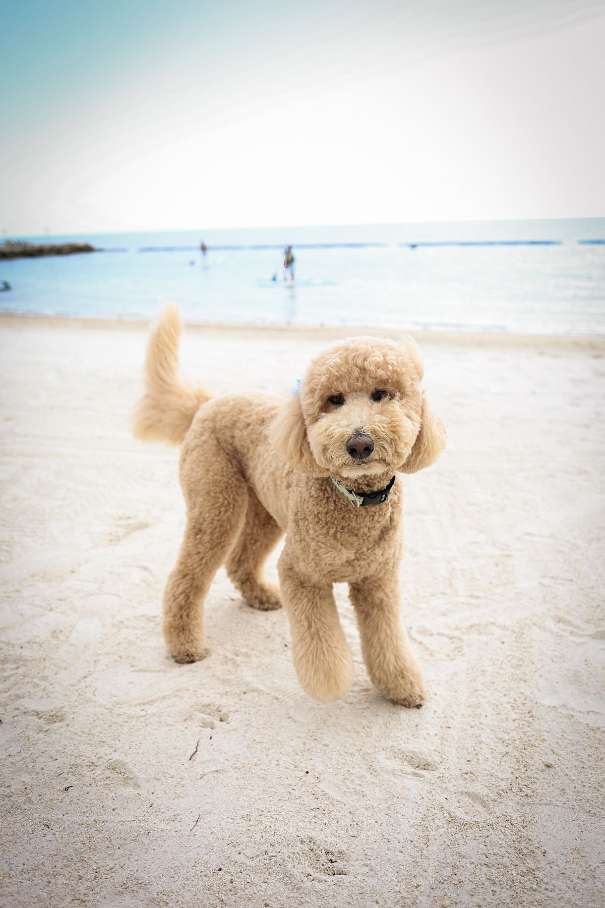 Pet Friendly Resort In The Florida Keys | Islamorada Pet Friendly Hotel