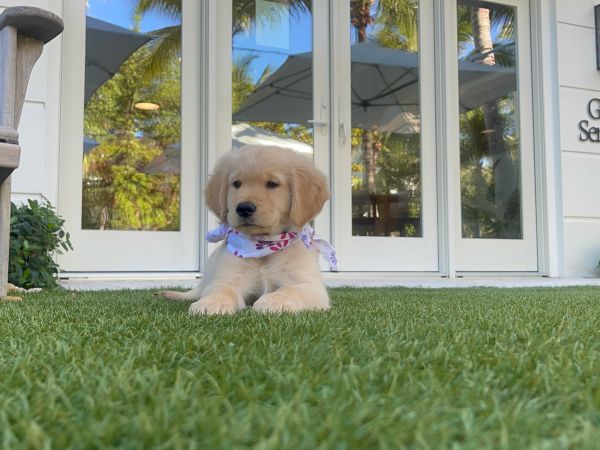 A golden retriever puppy lies on grass, wearing a bandana. A building with "Guest Services" and a chair are visible in the background.