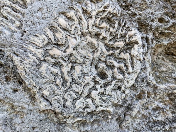 A close-up of a rough stone surface with a circular, intricate fossil-like pattern, resembling layered rock textures and eroded rings ending with a jagged center.