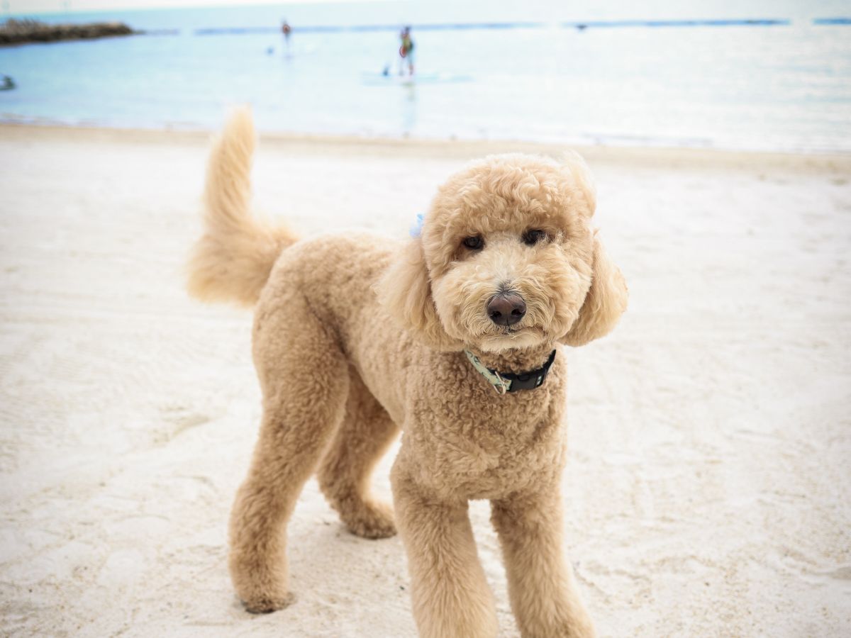 A fluffy tan poodle trots on a sandy beach while waves and a distant swimmer blur in the background.